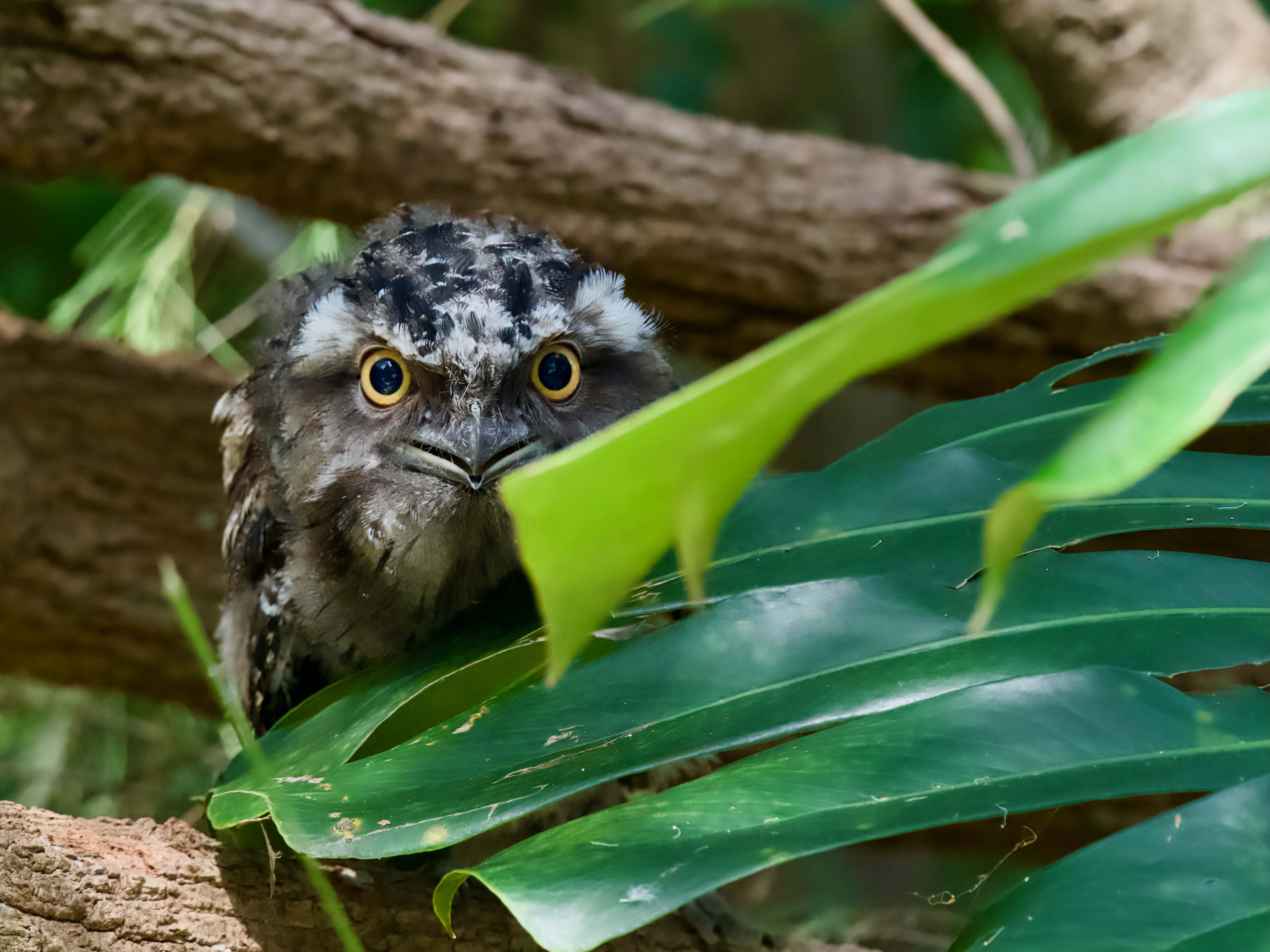 The joys of nature watching