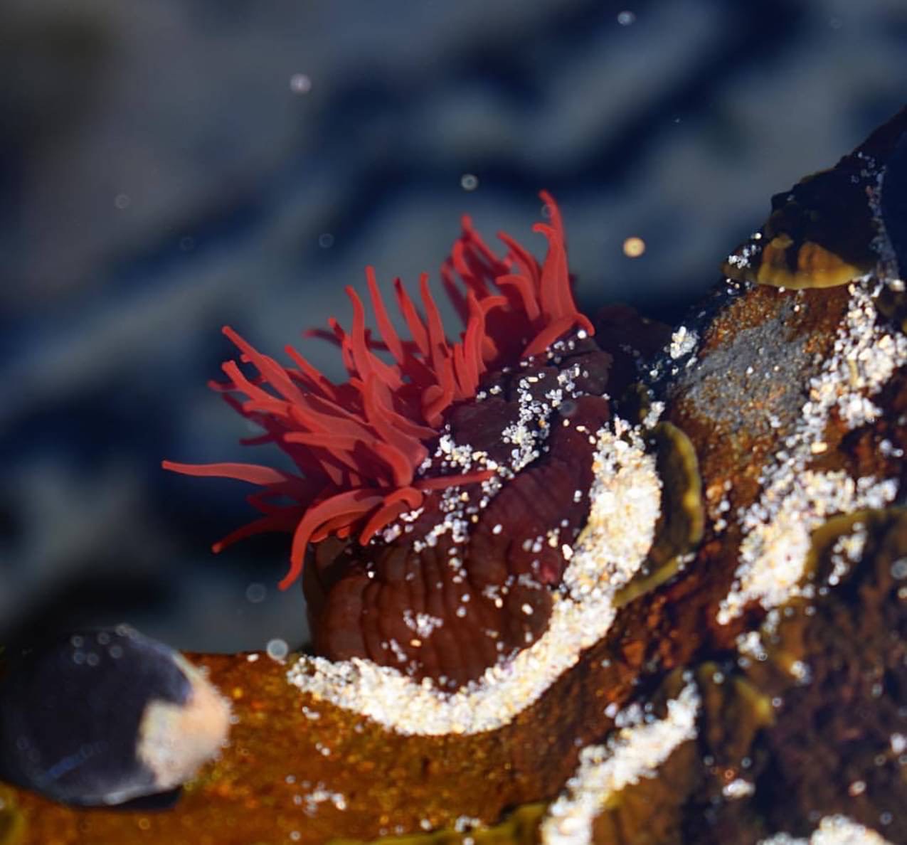 Dear sea anemone, why are you so hard to pronounce? Also, why do you look like an anus?