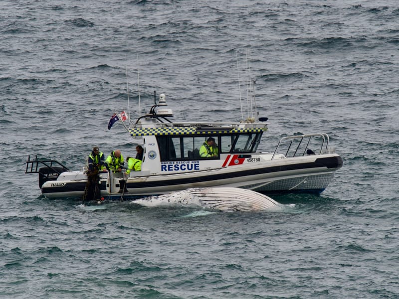 Beaches close and debate reignites after whale entangled in shark nets dies off Coledale post image